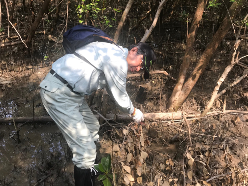 タイ王国マングローブ植林活動